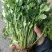 精品小叶香菜
