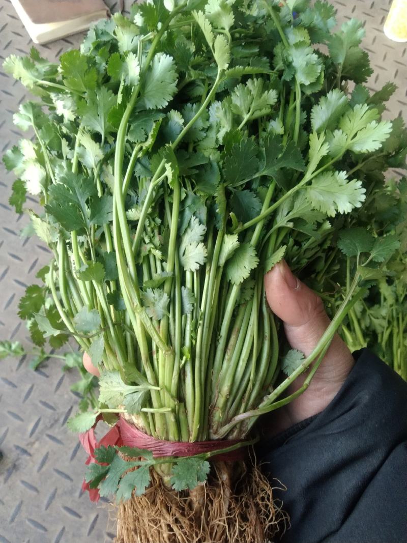 精品小叶香菜