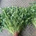 精品小叶香菜