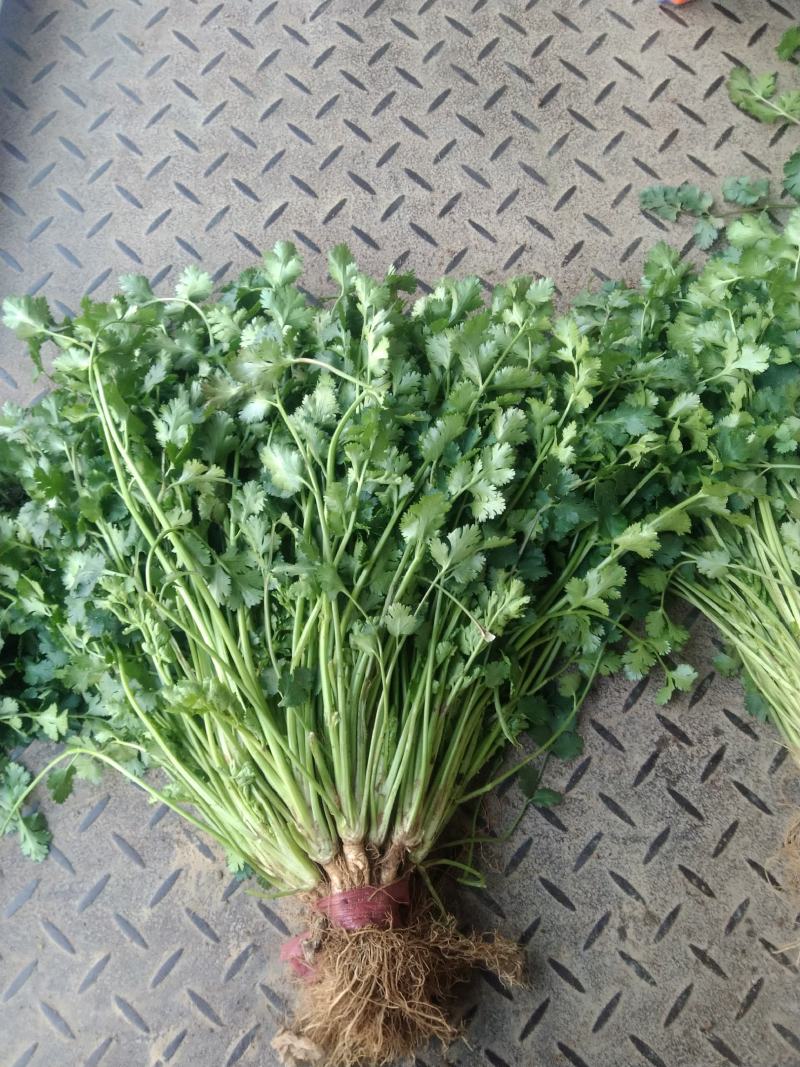 精品小叶香菜