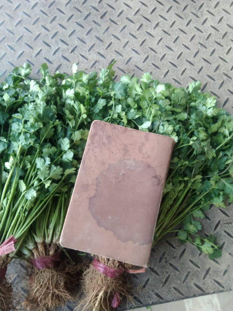 精品小叶香菜