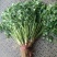 精品小叶香菜
