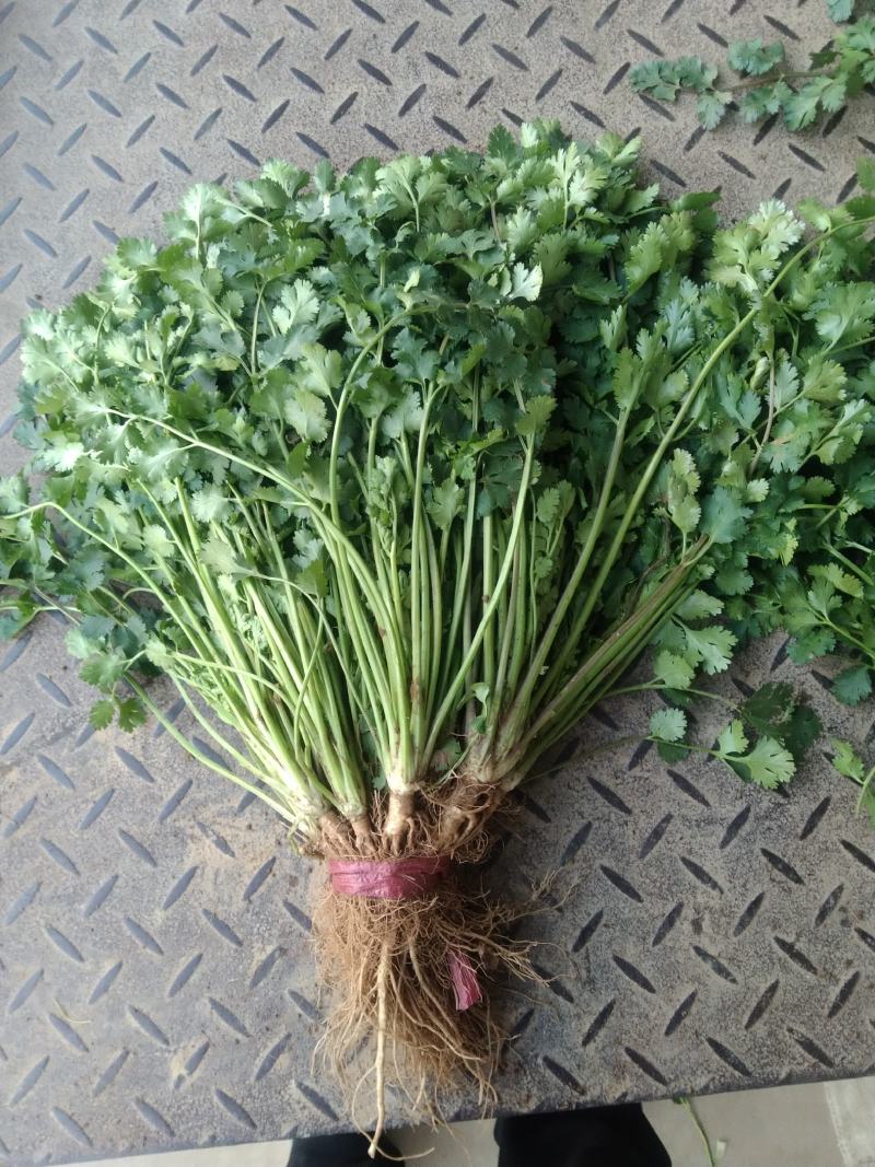 精品小叶香菜