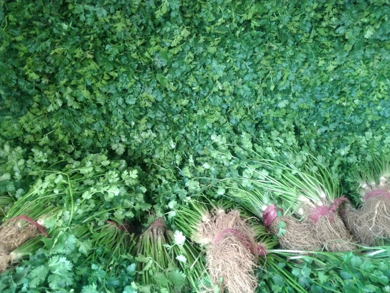 精品小叶香菜
