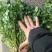 精品小叶香菜
