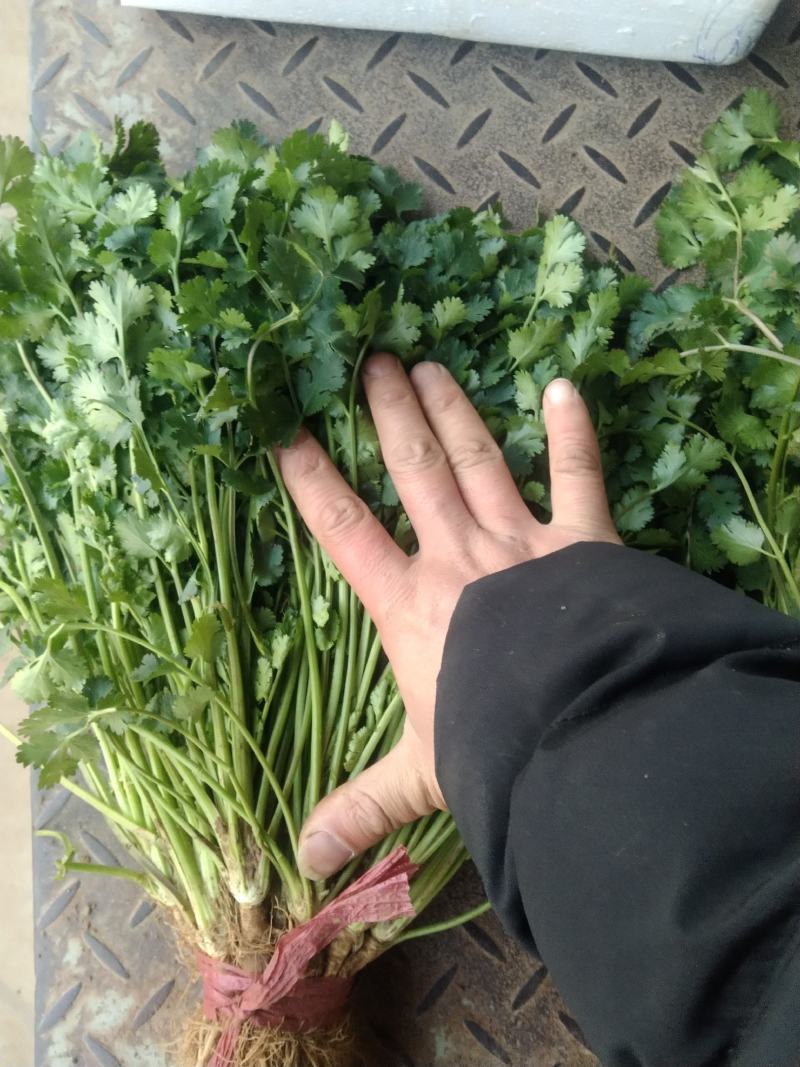 精品小叶香菜