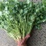 精品小叶香菜