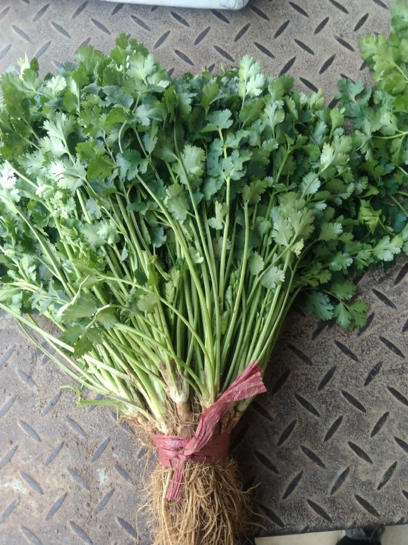 精品小叶香菜