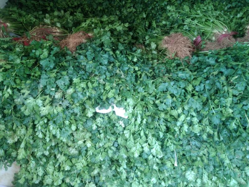 精品小叶香菜