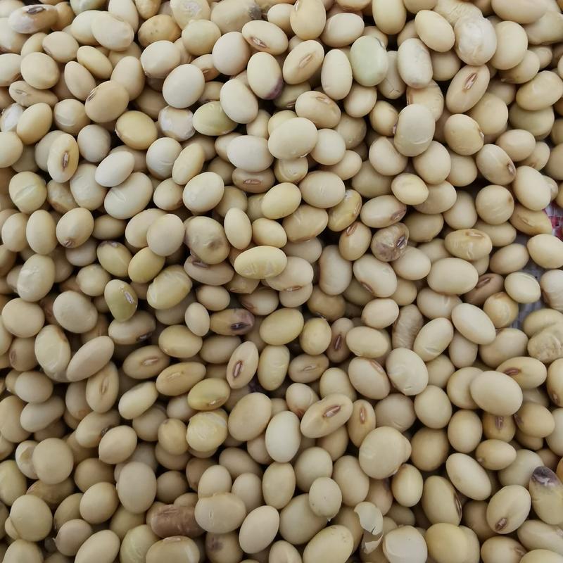 湖南五月黄豆早黄豆种子蛋白成份比东北黄豆高浆水多口感好