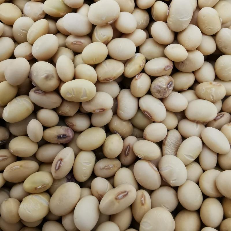 湖南五月黄豆早黄豆种子蛋白成份比东北黄豆高浆水多口感好