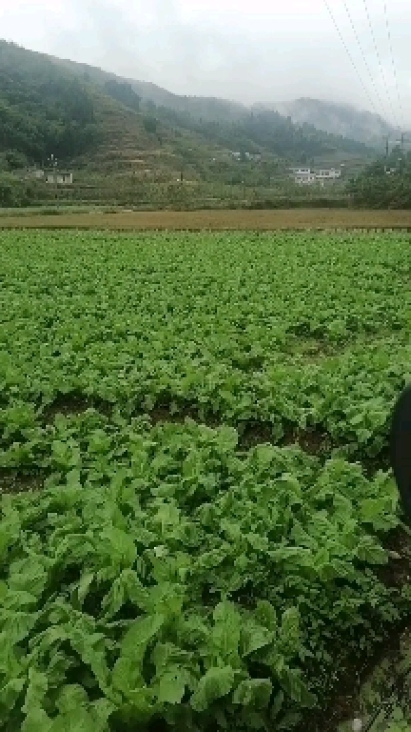 千亩儿菜，正式大量上市，欢迎各位大佬前来合作