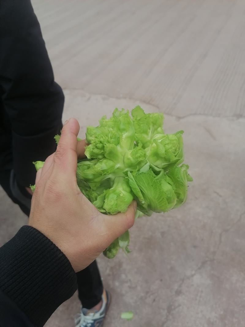 千亩儿菜，正式大量上市，欢迎各位大佬前来合作