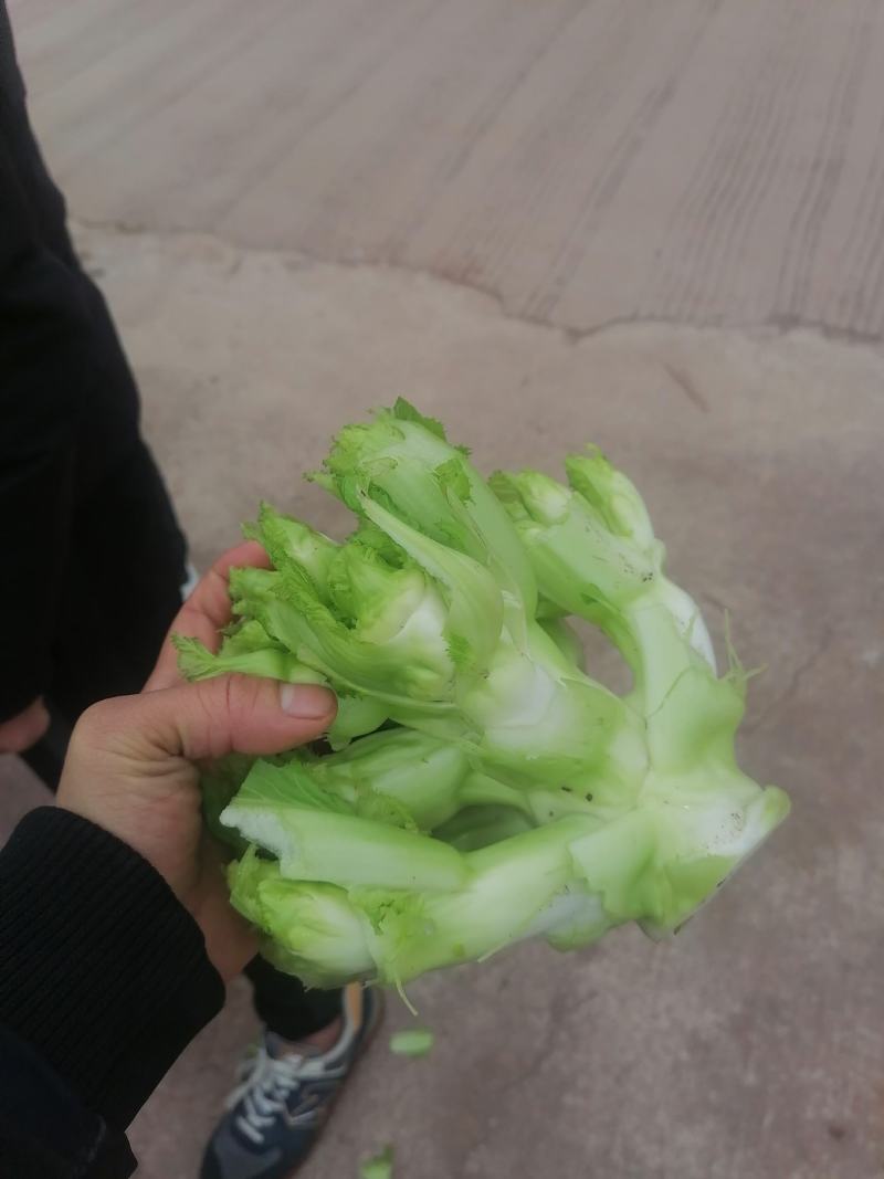 千亩儿菜，正式大量上市，欢迎各位大佬前来合作