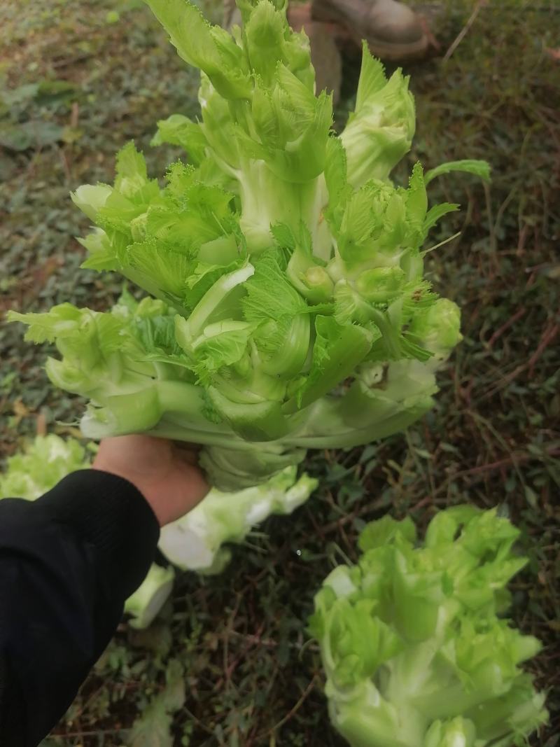 千亩儿菜，正式大量上市，欢迎各位大佬前来合作