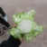 千亩儿菜，正式大量上市，欢迎各位大佬前来合作