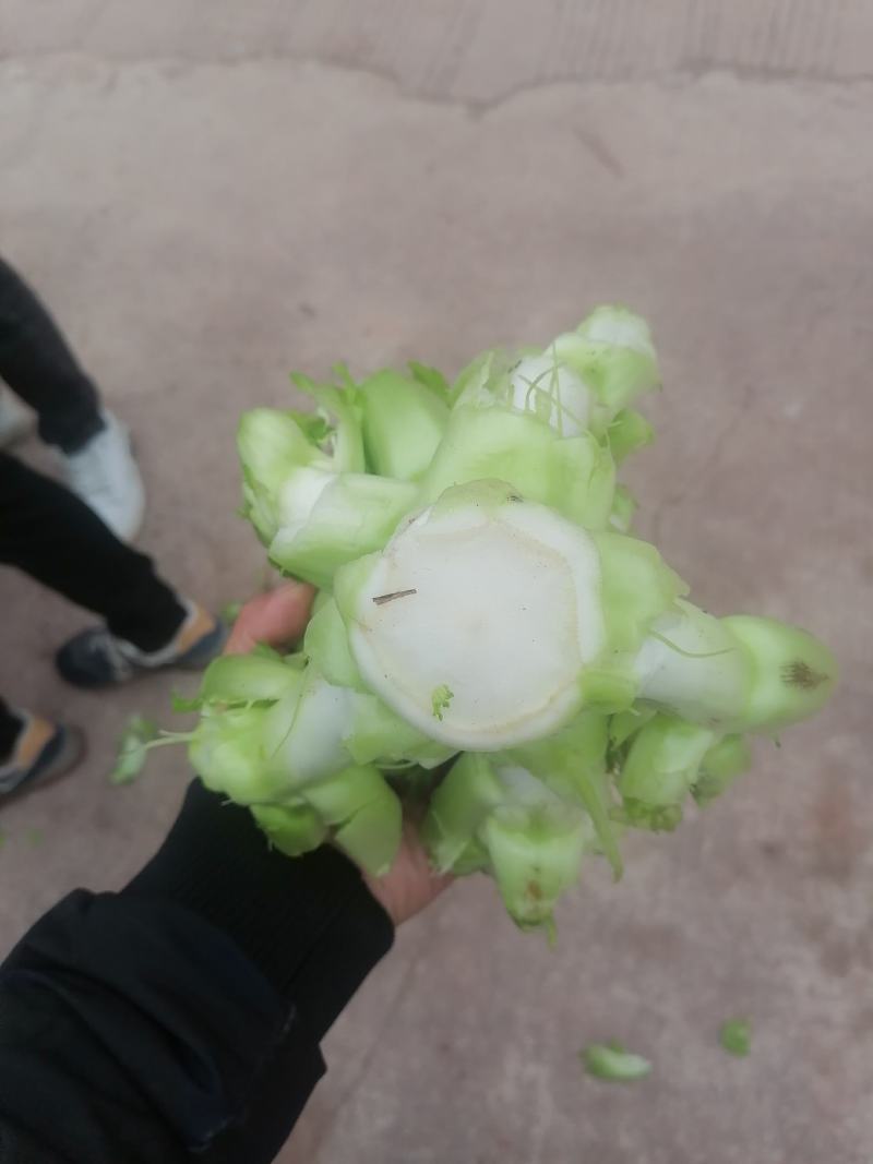 千亩儿菜，正式大量上市，欢迎各位大佬前来合作