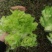 千亩儿菜，正式大量上市，欢迎各位大佬前来合作