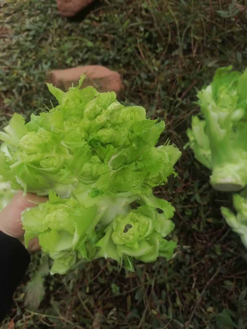 千亩儿菜，正式大量上市，欢迎各位大佬前来合作