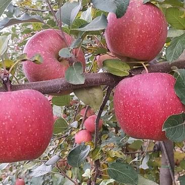冰糖心苹果新鲜水果红富士当季整箱10斤装红苹果丑平果10