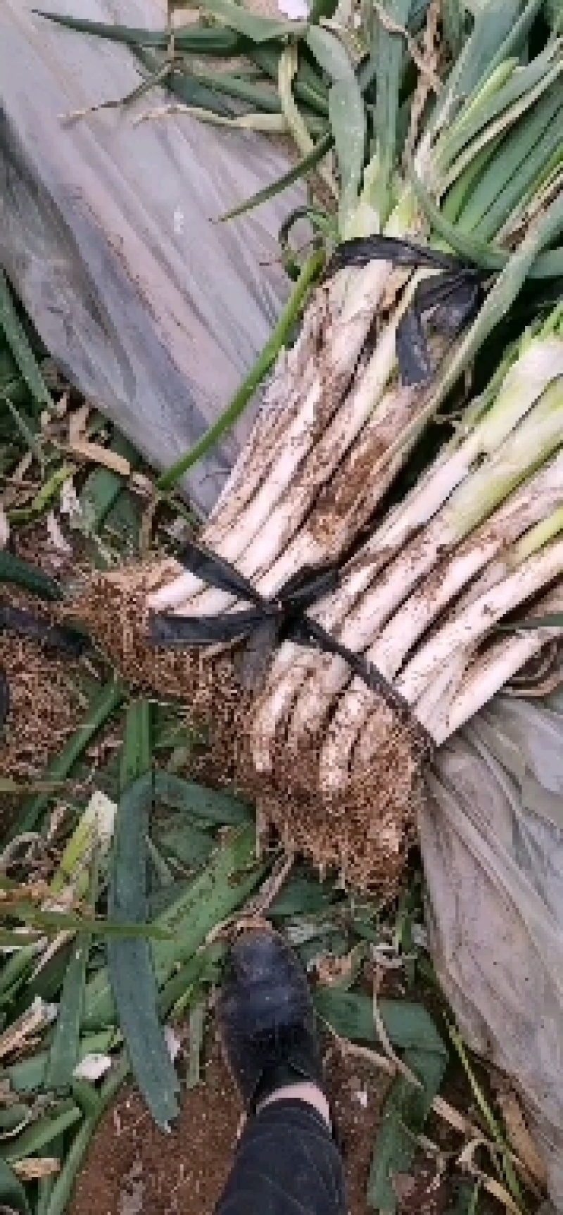 山东安丘长白葱，铁杆，钢葱，味甜大量有货诚信代购