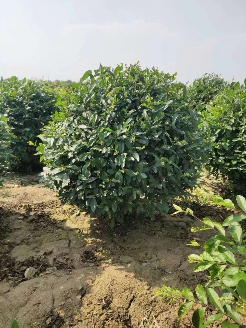 辽宁绿化苗木水腊球冠幅60-120公分规格齐全