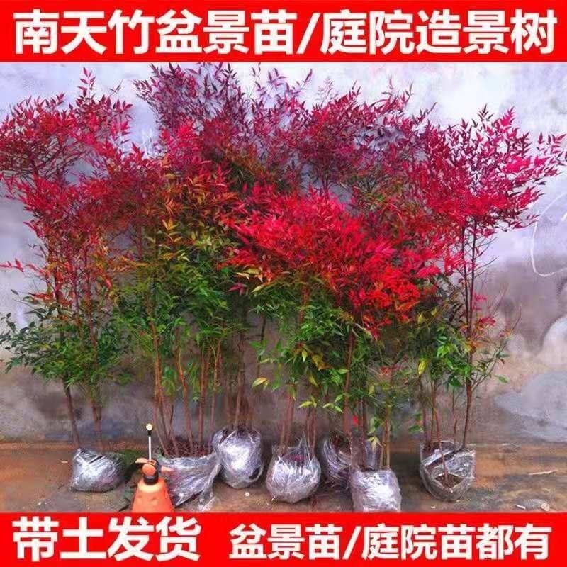 南天竹火焰南天竹树盆栽老桩盆景耐寒植物室内阳台四季庭院