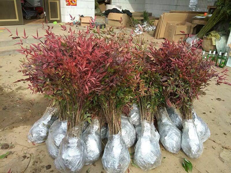 南天竹火焰南天竹树盆栽老桩盆景耐寒植物室内阳台四季庭院