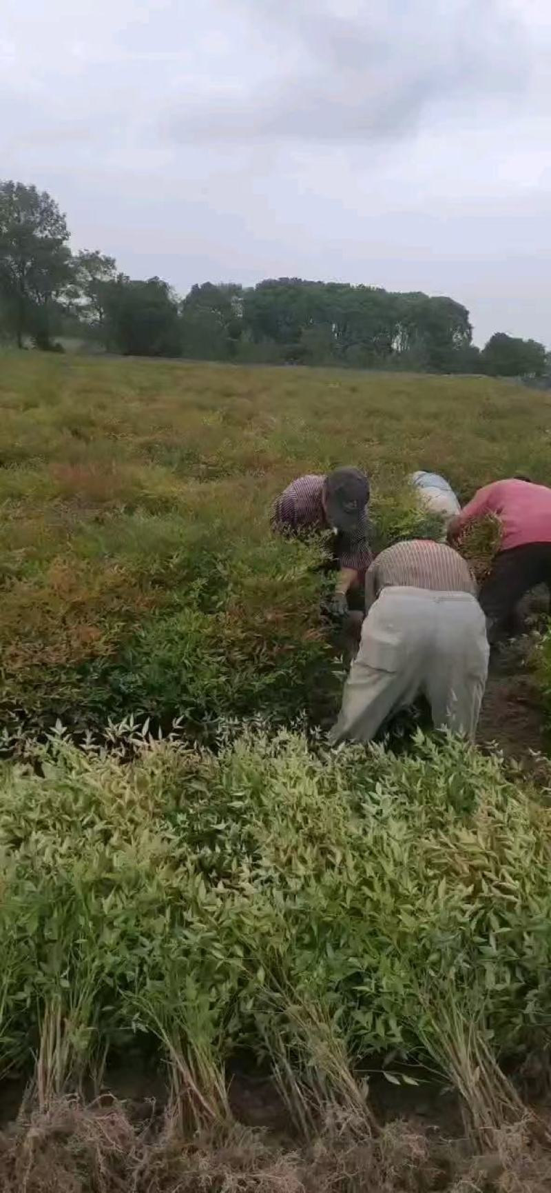 南天竹火焰南天竹树盆栽老桩盆景耐寒植物室内阳台四季庭院
