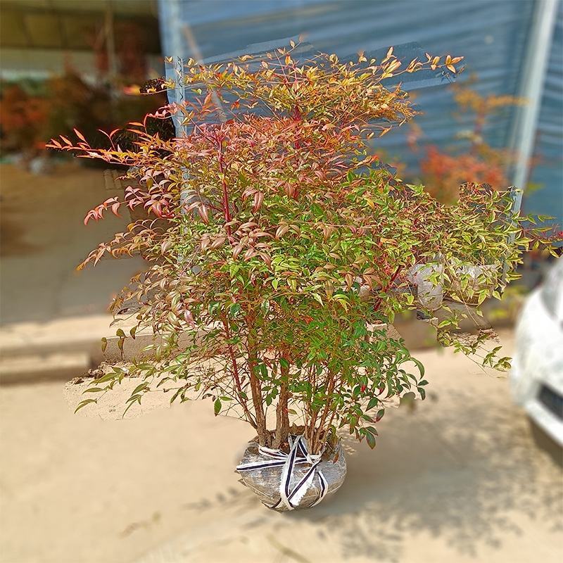 南天竹火焰南天竹树盆栽老桩盆景耐寒植物室内阳台四季庭院
