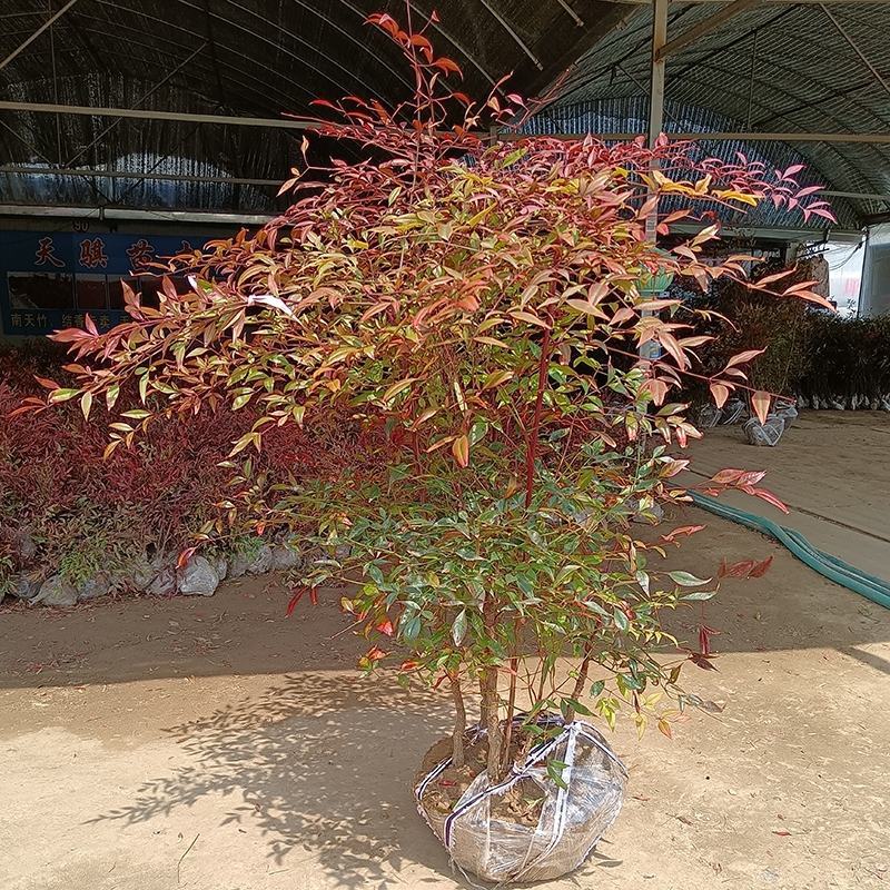 南天竹火焰南天竹树盆栽老桩盆景耐寒植物室内阳台四季庭院