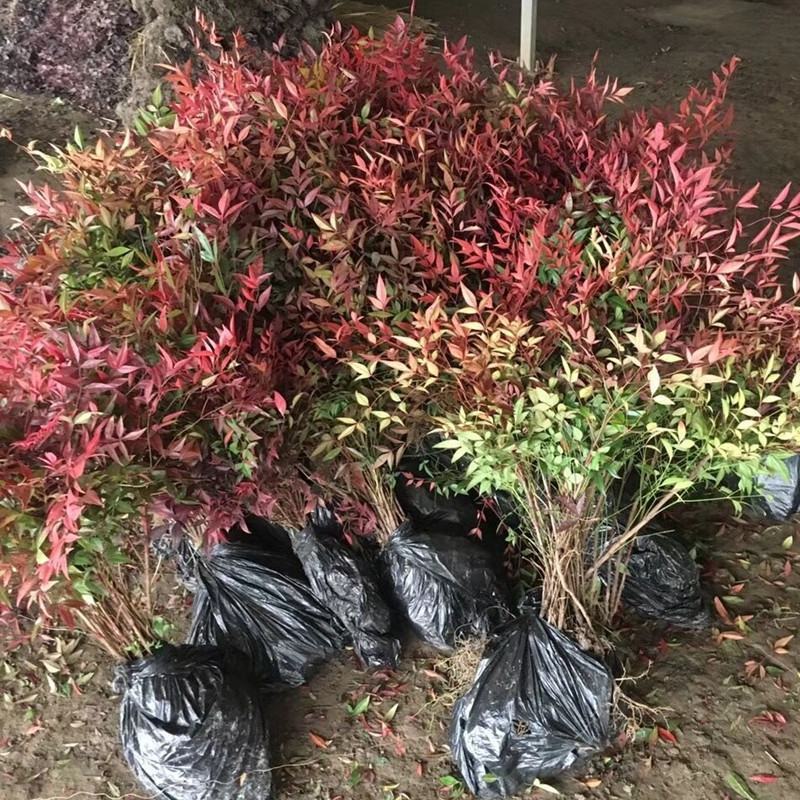 南天竹火焰南天竹树盆栽老桩盆景耐寒植物室内阳台四季庭院