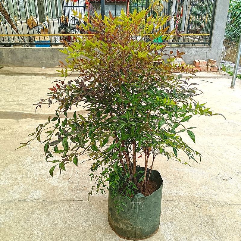 南天竹火焰南天竹树盆栽老桩盆景耐寒植物室内阳台四季庭院