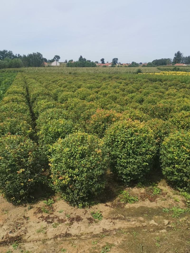 辽宁三角枫堆茶条槭园林绿化苗木规格齐全量大优惠