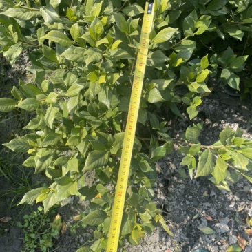 四季栀子花栀子花，工程绿化用苗，黑土种植，16杯地苗均有