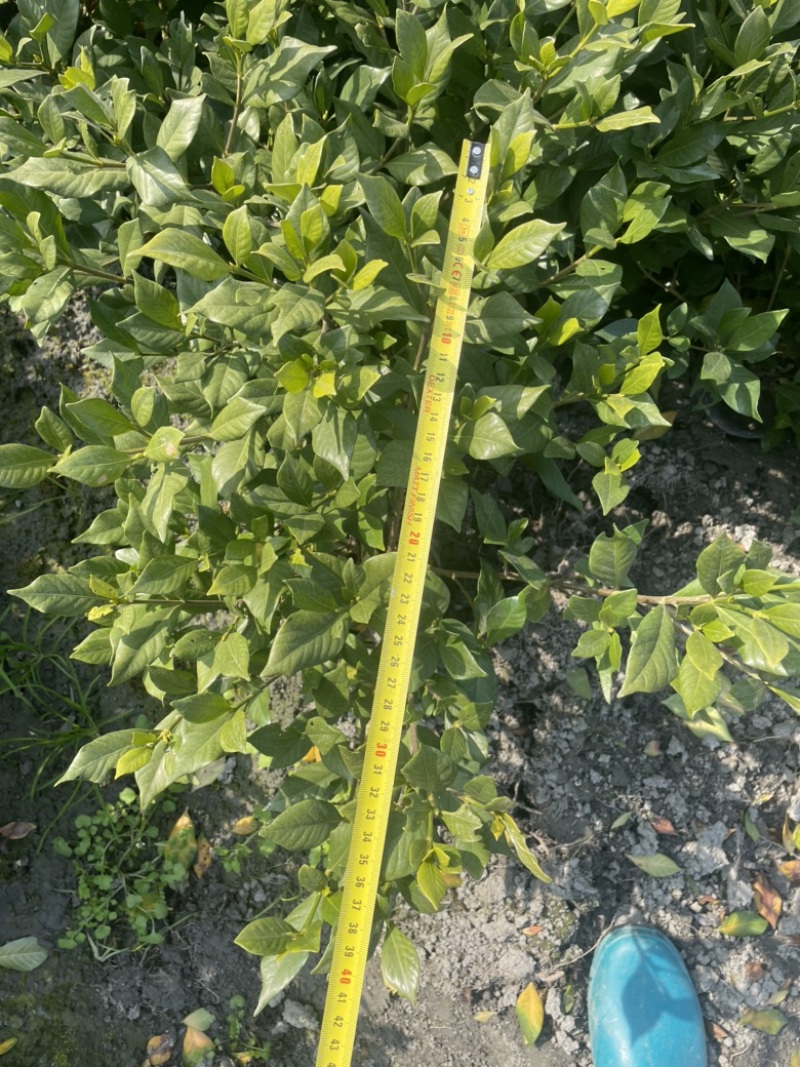 四季栀子花栀子花，工程绿化用苗，黑土种植，16杯地苗均有