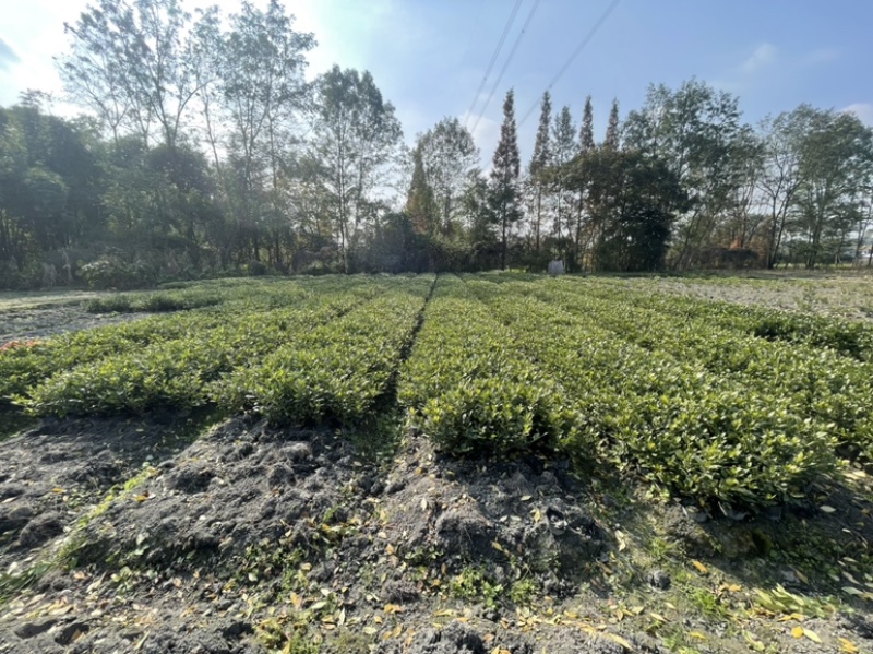 四季栀子花栀子花，工程绿化用苗，黑土种植，16杯地苗均有