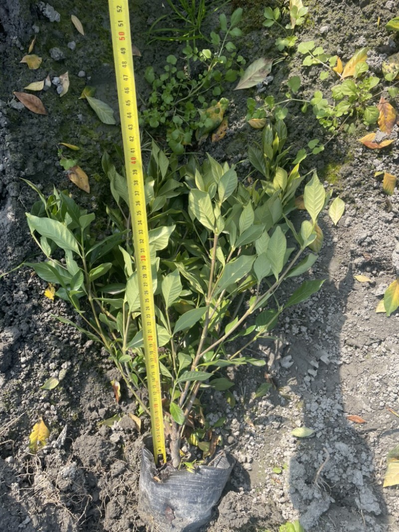 四季栀子花栀子花，工程绿化用苗，黑土种植，16杯地苗均有