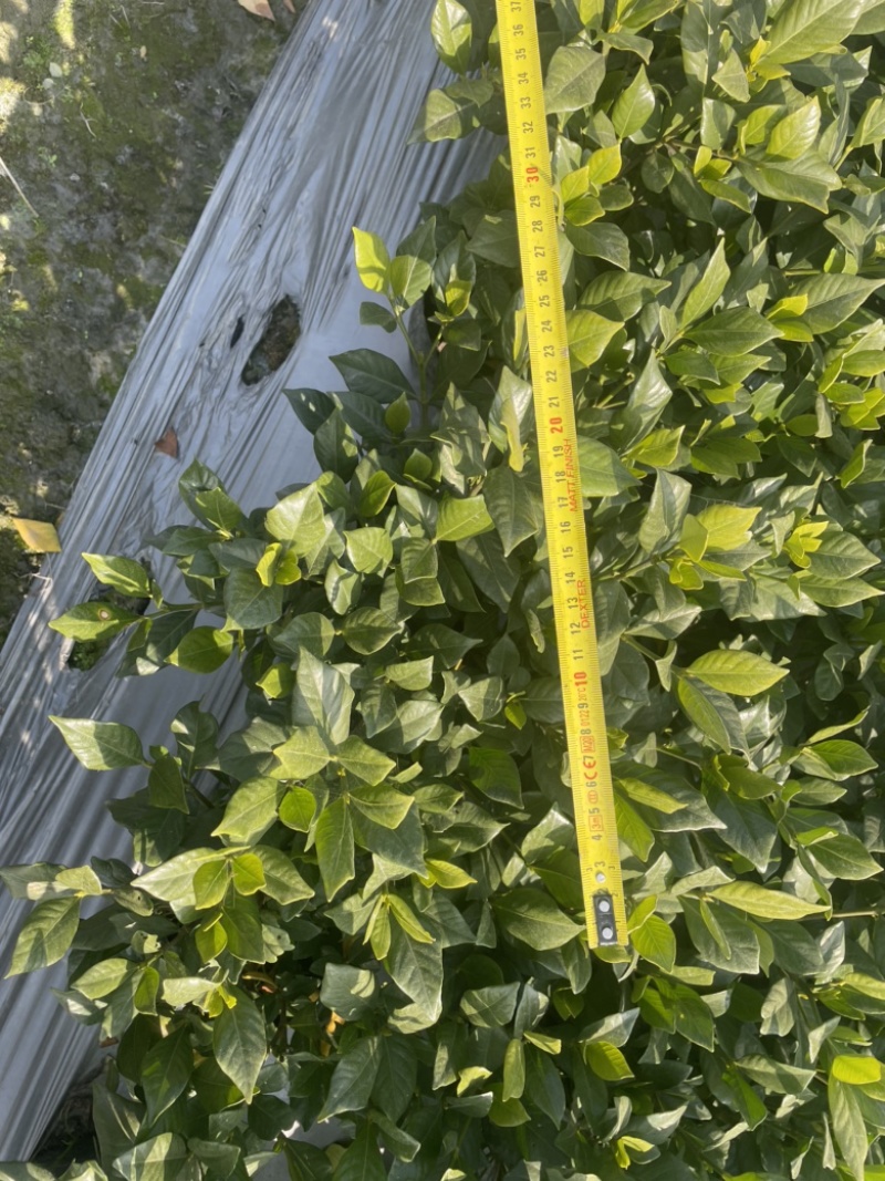 四季栀子花栀子花，工程绿化用苗，黑土种植，16杯地苗均有