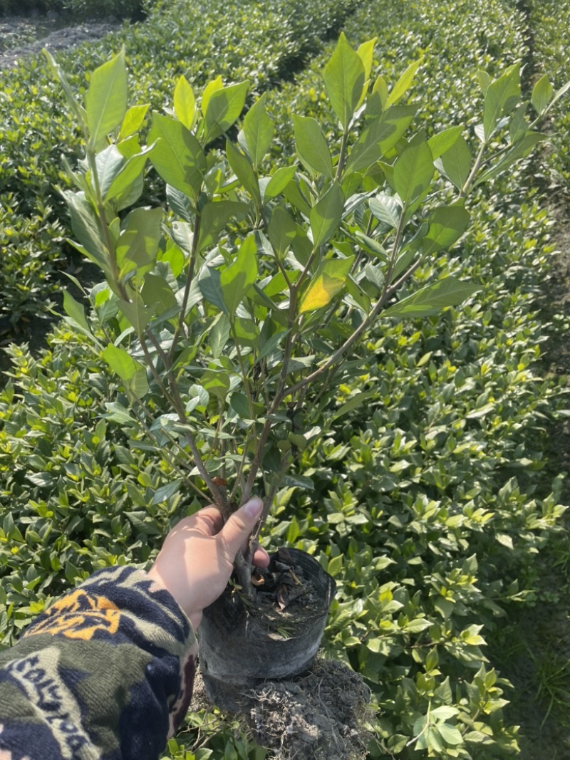 四季栀子花栀子花，工程绿化用苗，黑土种植，16杯地苗均有