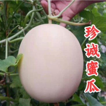 百万亩脆梨甜瓜翠梨甜瓜红金蜜甜瓜大量供应实力代办