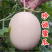 百万亩脆梨甜瓜翠梨甜瓜红金蜜甜瓜大量供应实力代办
