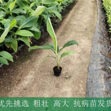 苹果粉蕉苗，粉杂一号抗病毒能力强。基地直销价格实惠。