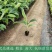 苹果粉蕉苗，粉杂一号抗病毒能力强。基地直销价格实惠。