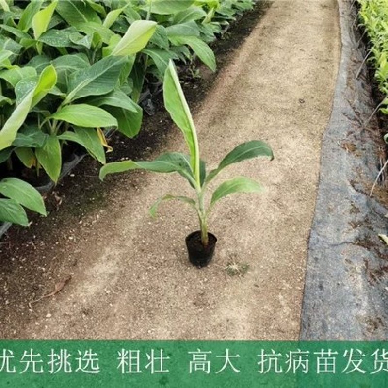苹果粉蕉苗，粉杂一号抗病毒能力强。基地直销价格实惠。
