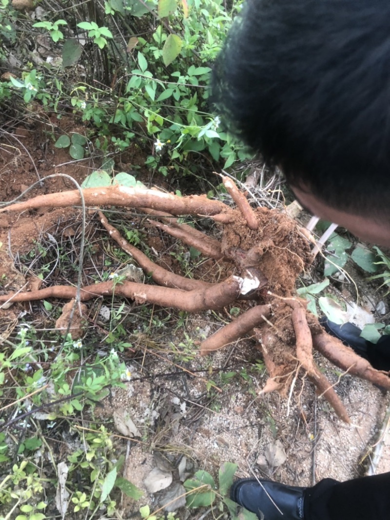 木薯