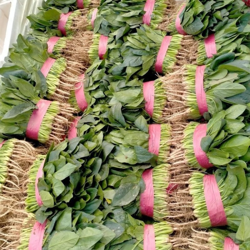 大叶菠菜25~30厘米，产地直供，大朋无公害绿色食品