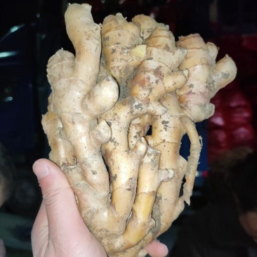 老姜批发阜阳临泉产地直销大黄姜小黄姜常年供应