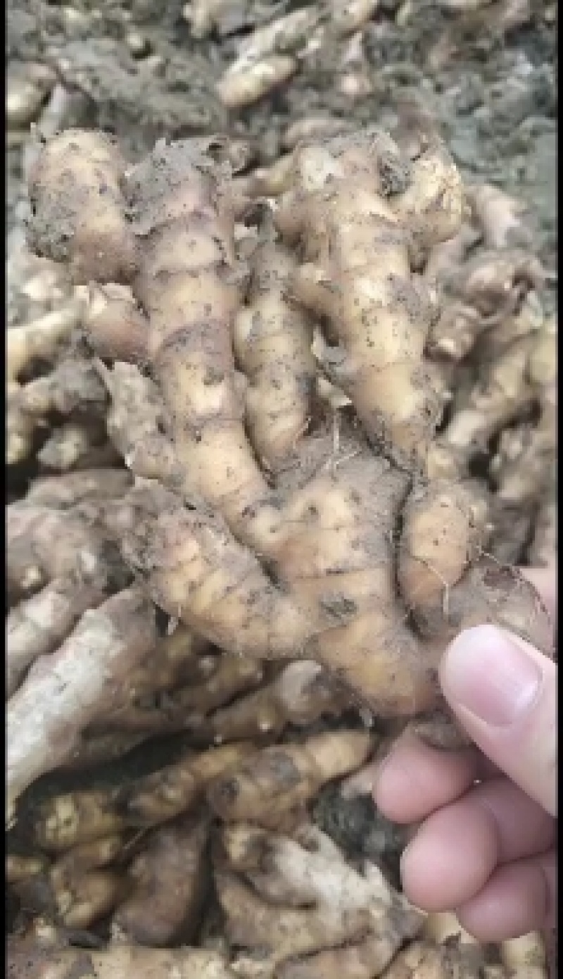 老姜批发阜阳临泉产地直销大黄姜小黄姜常年供应