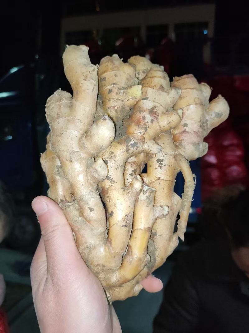 老姜批发阜阳临泉产地直销大黄姜小黄姜常年供应